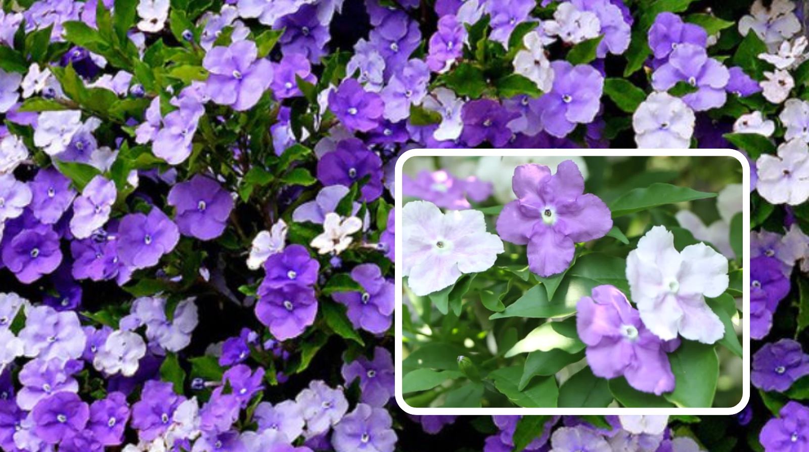 Tổng quan về đặc điểm của cây Lài Nhật